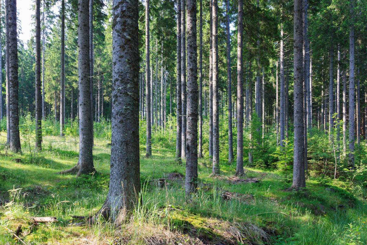 depositphotos 80021092 stock photo hunting horn and hare